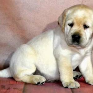 Zlatni Retriver i Labrador stenci