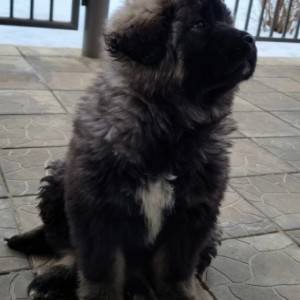 Sarplaninac i Rodezijski ridzbek