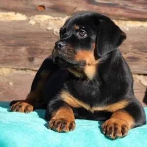 Rotvajler i Doberman stenci na prodaju