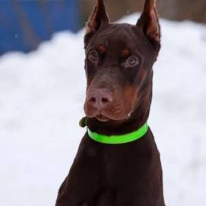 Rotvajler i Doberman stenci na prodaju