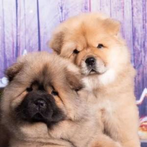 Chow chow i Vajmarski pticar stenci