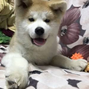 Akita inu Japanska i Americka Akita stenci