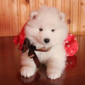 Samojed i Sibirski haski stenci