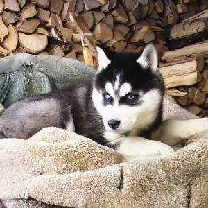 Samojed i Sibirski haski stenci
