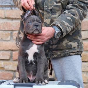 Cane Corso Kane Korso štenci