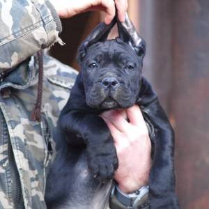 Cane Corso Kane Korso štenci