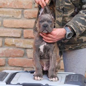 Cane Corso Kane Korso štenci