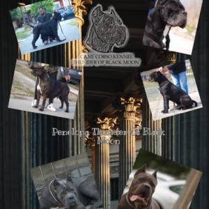 Cane Corso Kane Korso štenci