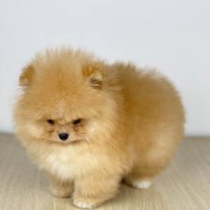 Mini Boo Pomeranac