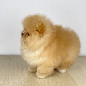 Mini Boo Pomeranac