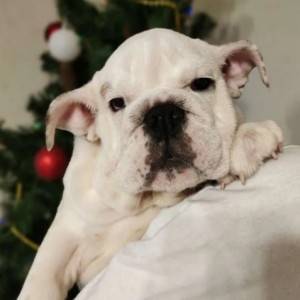 Engleski buldog i Mops stenci na prodaju