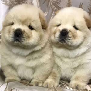 Bobtejl i Chow Chow stenci
