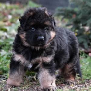 Nemacki boxer i Nemacki ovcar stenci