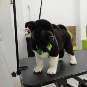 Američka Akita, štenci