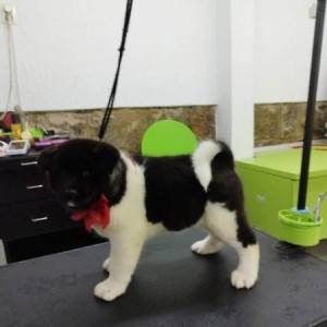 Američka Akita, štenci