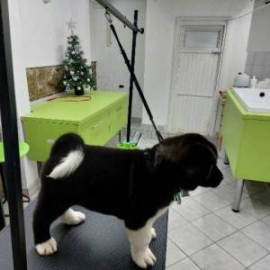 Američka Akita, štenci