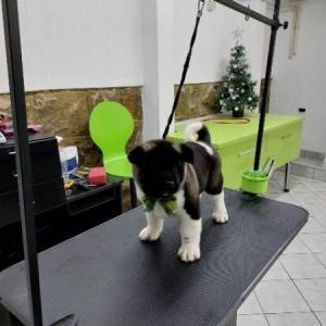 Američka Akita, štenci