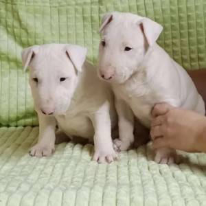 Dogo argentino i Bulterijer stenci
