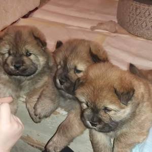 Chow chow