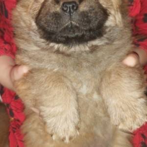 Chow chow