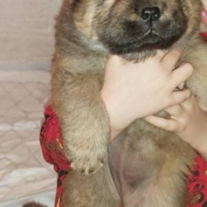 Chow chow