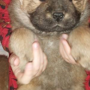 Chow chow