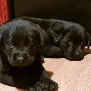 Labrador