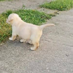 Labrador