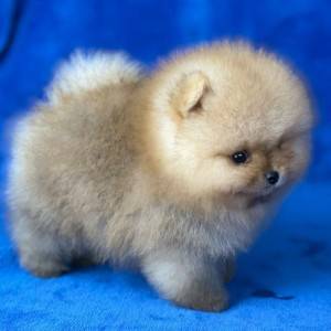 Mini Boo Pomeranac