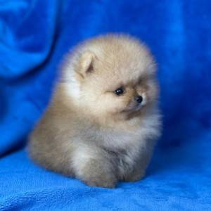 Mini Boo Pomeranac