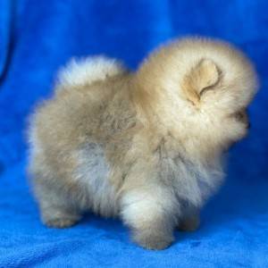 Mini Boo Pomeranac