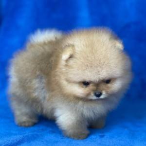 Mini Boo Pomeranac