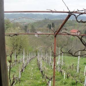 Vinograd i klijet u Zaboku, Bregi Zabočki