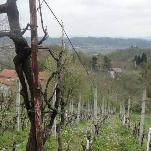 Vinograd i klijet u Zaboku, Bregi Zabočki