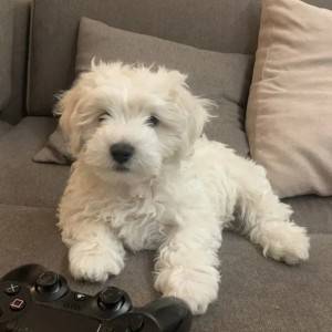 Francuski buldog i Coton de tulear stenci