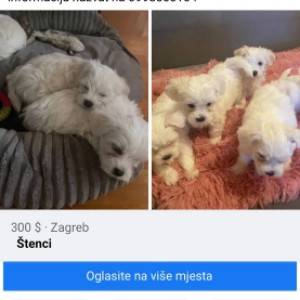 Maltezeri