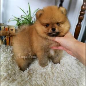 Teddy Bear Pomeranac