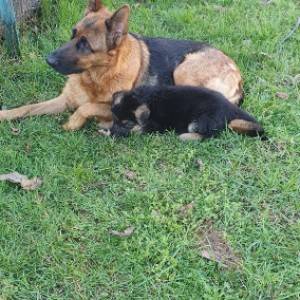 Njemački ovčar krupni štenci-ženke-