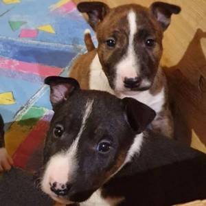 Dogo argentino i bulterijer stenci