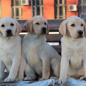 Labrador i Zlatni retriver stenci