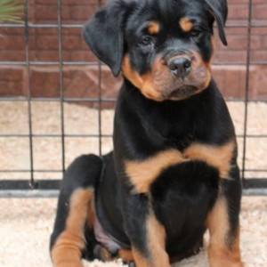 Doberman i Rotvajler stenci