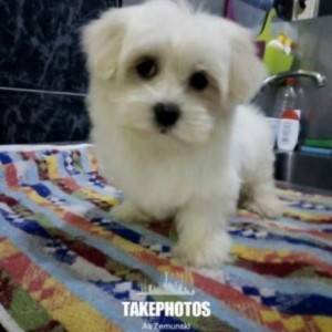 Mini maltezer štenci