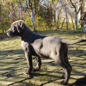Cane Corso štenci