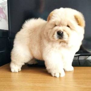 Chow Chow i Vajmarski Pticar stenci