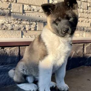 Americka Akita i Japanska Akita stenci