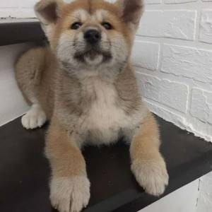 Americka Akita i Japanska Akita stenci