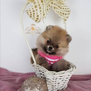 Teddy Bear Pomeranac