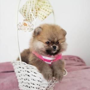 Teddy Bear Pomeranac