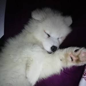 Sibirski samojed