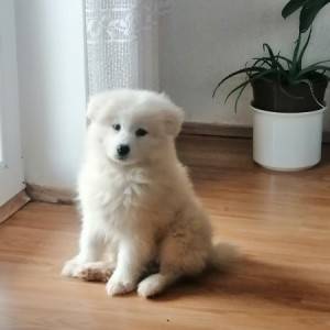 Sibirski samojed